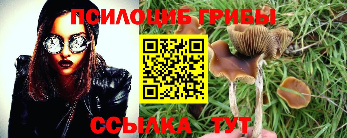 Псилоцибиновые грибы Psilocybine cubensis  Вход с VPN  Обь  Галлюциногенные грибы Psilocybe 